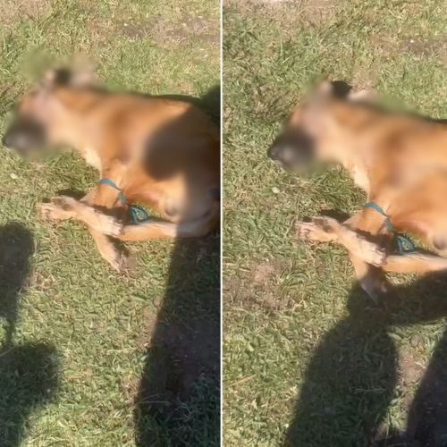 Cachorro é encontrado morto com patas amarradas e choca moradores em Cabo Frio; vídeo