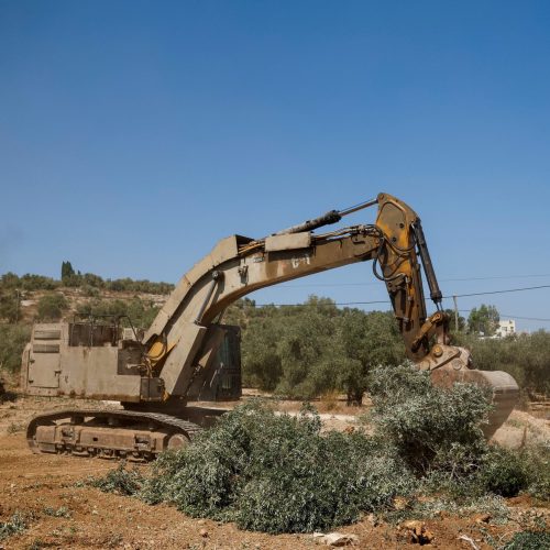‘Não nos deixaram nada’: Israel arranca oliveiras palestinas pouco antes de colheita na Cisjordânia