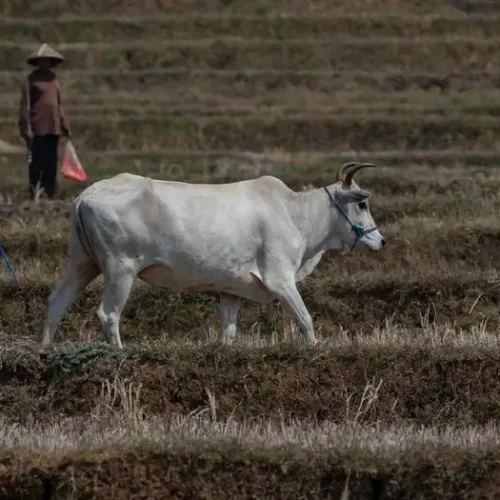 Clima e escassez alimentar elevam risco de guerras no mundo