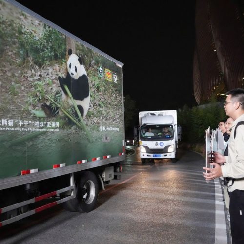 ‘Diplomacia do Panda’ Após encontro de Xi e Trump, China envia dois pandas-gigantes para zoológico nos EUA