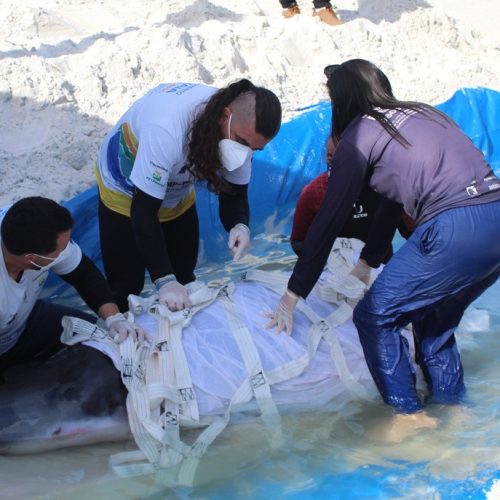 Baleia resgatada após encalhes em Cabo Frio apresenta melhora e segue em reabilitação