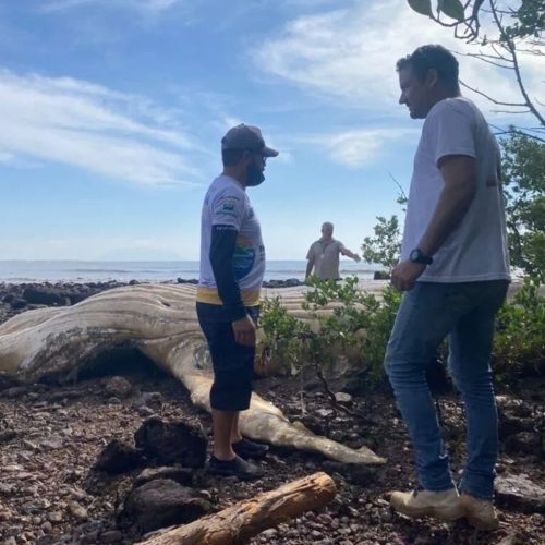 Carcaça de baleia-jubarte é removida de praia em Búzios