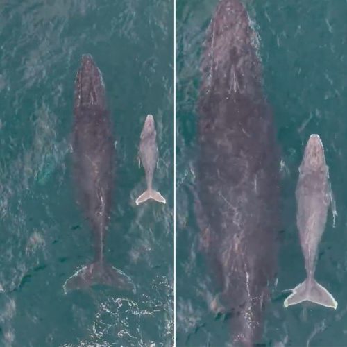 Vídeo registra filhote de baleia-jubarte pela primeira vez na temporada 2026 em Arraial do Cabo