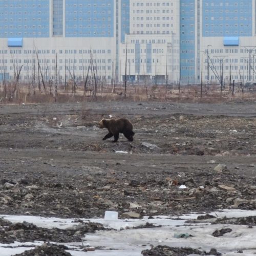 ‘Por todos os lados’: cidade russa está cercada por ursos que já deixaram 6 mortos em um mês