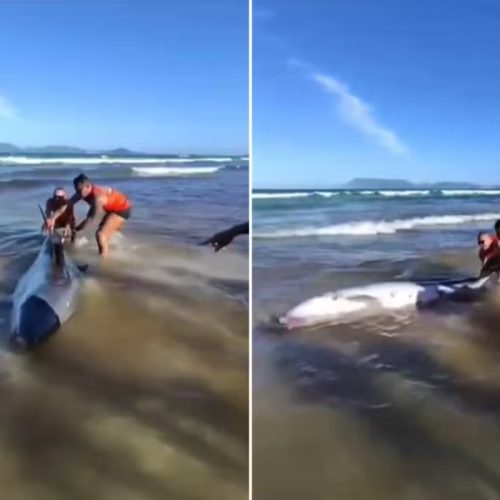 Espécie de golfinho com mordida de tubarão encalha na Praia do Forte, em Cabo Frio