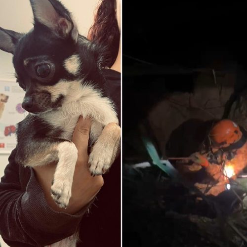Cachorrinha cai em poço de 10 metros em Saquarema e bombeiros fazem o resgate de rapel