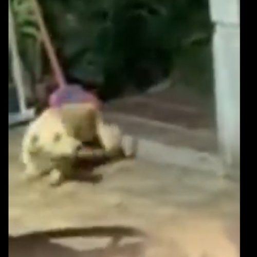 Justiça mantém preso homem por maus-tratos contra cachorro em após vídeo de agressão com vassouradas e chutes em Araruama