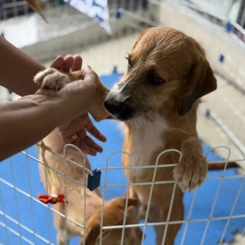 Feira de Adoção Animal terá vacinação antirrábica gratuita em Cabo Frio