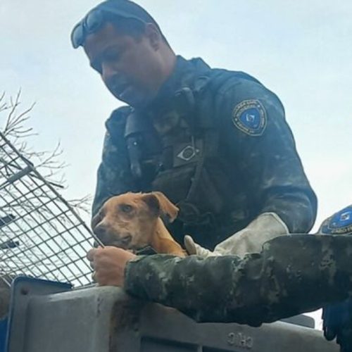 Cão abandonado em matagal por mais de 15 dias é resgatado em Cabo Frio