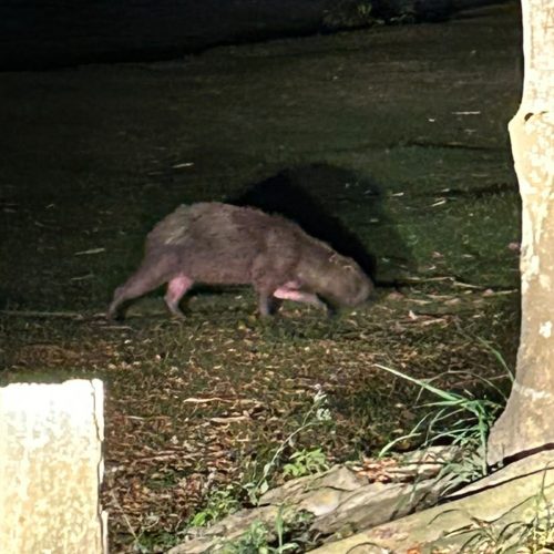 Capivara ferida foge de incêndio e é resgatada em APA de Saquarema; gambá com 7 filhotes também está entre os animais salvos
