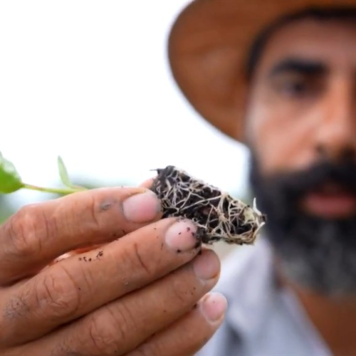 ‘Ajoelhei e pedi a Deus que me desse água’: como a irrigação transformou ‘corredor da miséria’ em Goiás em polo de frutas