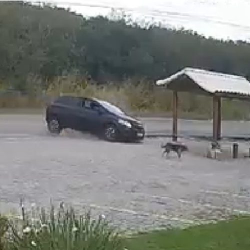 VÍDEO: carro quase atropela cachorro e destrói ponto de ônibus em Arraial do Cabo