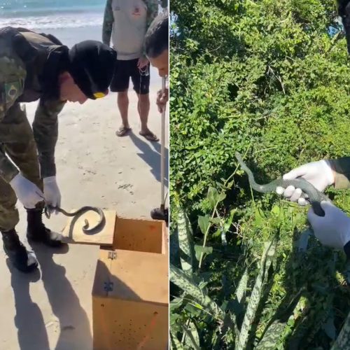 Cobra ‘papa-pinto’ é resgatada na faixa de areia da Prainha, em Arraial do Cabo