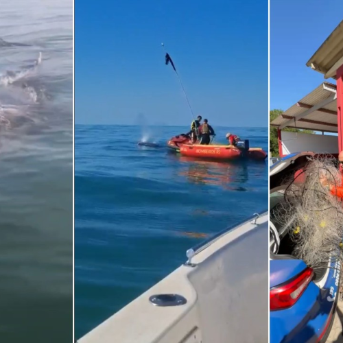 Baleia fica presa em rede de pesca e mobiliza salvamento em Rio das Ostras; VÍDEO