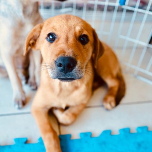 Feira de adoção de cães e gatos acontece neste sábado em Cabo Frio