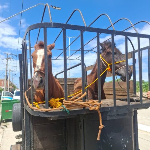 Éguas atravessam rodovia, atingem veículo e são capturadas, em Arraial do Cabo