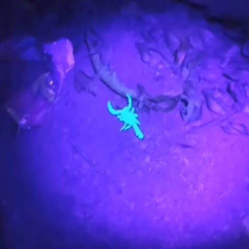 Morador localiza escorpião com lanterna UV em Petrópolis; saiba por que fluorescência é peculiar no aracnídeo e ainda um mistério