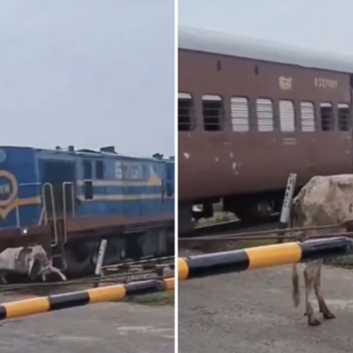 É FATO: Vaca se levanta após ser atingida por trem na Índia; assista ao VÍDEO