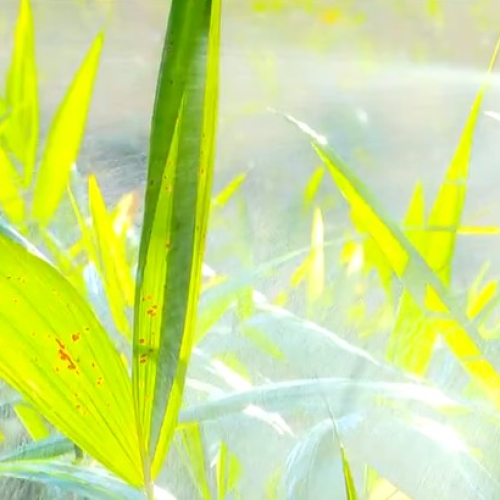Como produzir biofertilizantes para nutrir o solo e as plantas