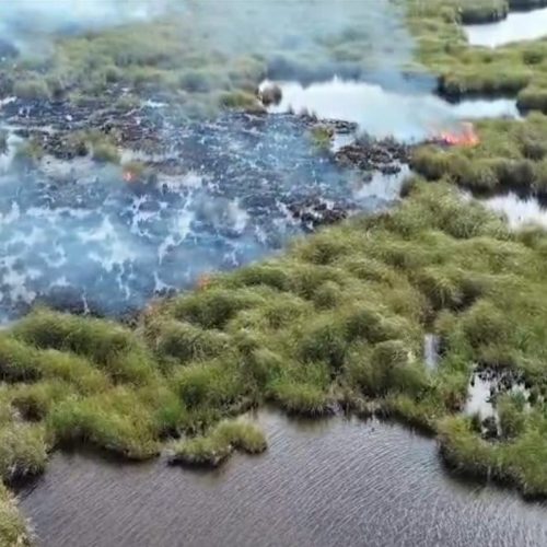 Fogo atinge vegetação em área alagada na APA de Massambaba, em Saquarema