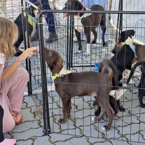 Cães aguardam por adoção responsável e novos lares em Macaé