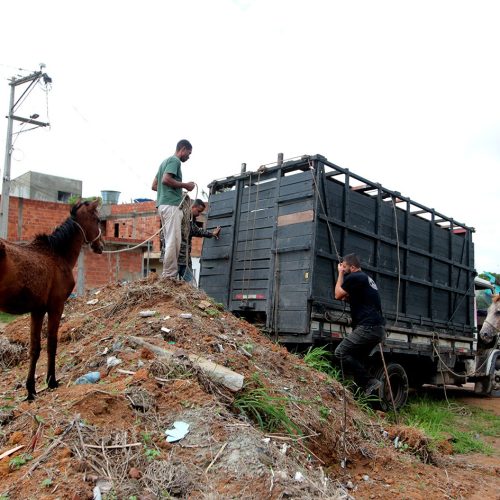 Macaé reforça apreensão de animais de grande porte soltos nas ruas