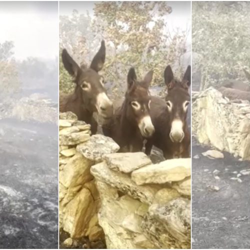 VÍDEO mostra fazendeira espanhola reencontrando burrinhos após incêndio devastador