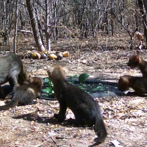 Não era onça: gato-mourisco cruza fazenda e surpreende moradora no interior do RJ