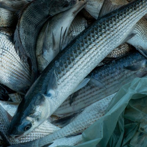 Peixes têm ‘impressão digital’ que revela de onde vieram, mostra estudo; entenda
