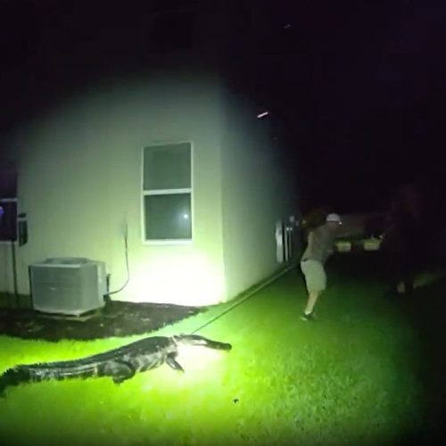 VÍDEO: Jacaré de 2,5 metros invade jardim de casa e avança contra policiais nos EUA