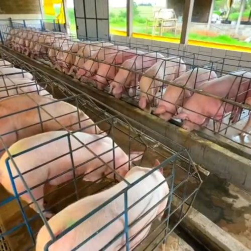 Preço do suíno cai para o 3º menor patamar da história em SP: ‘sobreoferta e baixa demanda’, analisa USP