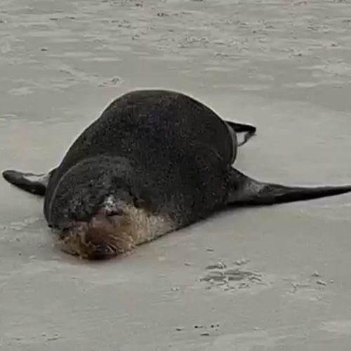 Lobo-marinho descansa na Praia das Dunas, em Cabo Frio