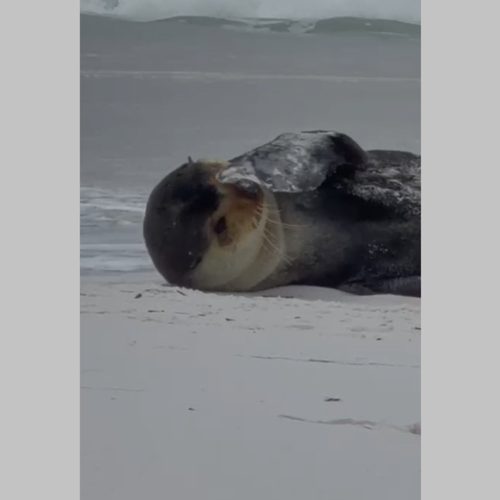 VÍDEO: lobo-marinho aparece em praia de Monte Alto, em Arraial do Cabo