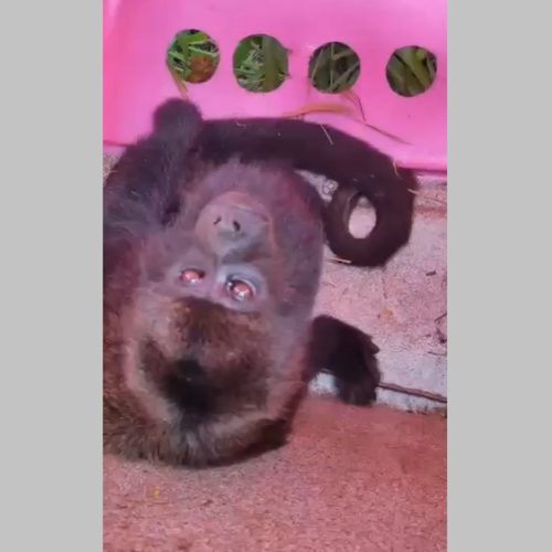 Macaco bugio é resgatado com ferimentos às margens de rodovia em Cabo Frio