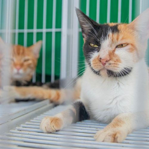Feira de Adoção Responsável garante novos lares para cães e gatos em Macaé