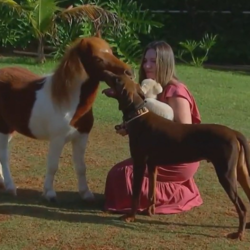 Menores que um pônei, mini-horses conquistam brasileiros e são criados como pets até em quintais de casa