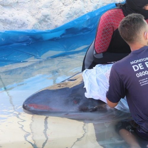 Cachalote-pigmeu salva na Praia do Forte em Cabo Frio morre dois dias após o resgate
