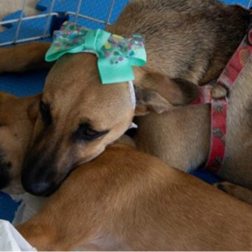 Cabo Frio recebe mais uma edição da Feira de Adoção de Cães e Gatos neste sábado