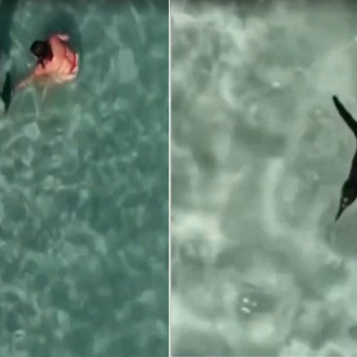 Vídeo flagra mulher ao segurar um pinguim dentro do mar em Arraial do Cabo