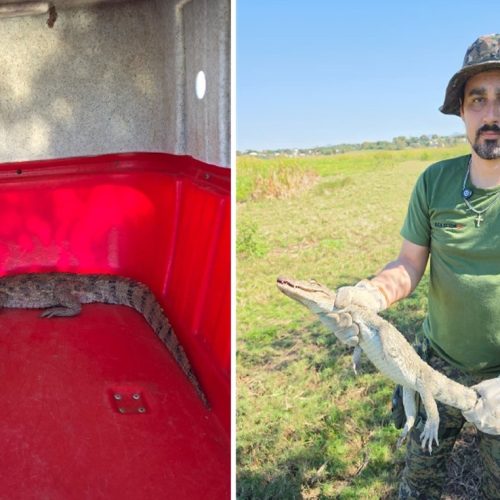 Jacaré-do-papo-amarelo é resgatado após ser encontrado em rua de Saquarema