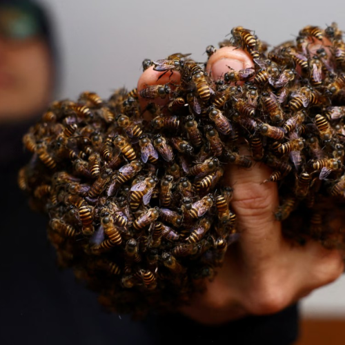 Com as próprias mãos, homem já salvou cerca de 6 milhões de abelhas em Singapura