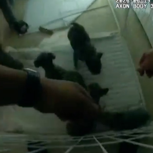 Câmera corporal filma policiais salvando filhotes de casa em chamas nos EUA; veja vídeo