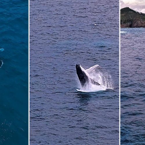 Baleia-jubarte faz mais de dez saltos e encanta turistas em Arraial do Cabo