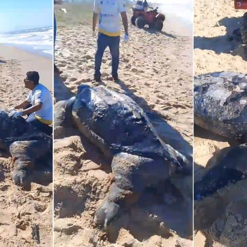 Tartaruga-de-couro é encontrada em morta em faixa de areia de praia de Cabo Frio