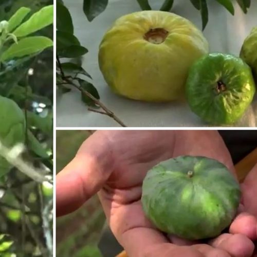 Gabiroba gigante: conheça fruta rara da Mata Atlântica que é rica em vitamina C e ajuda na saúde intestinal